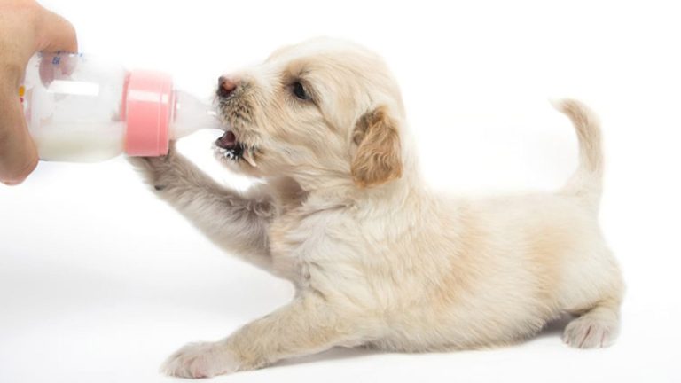 dos-and-donts-of-puppy-milk-for-newborns-kimkesti